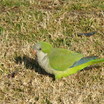 Monk Parakeet
